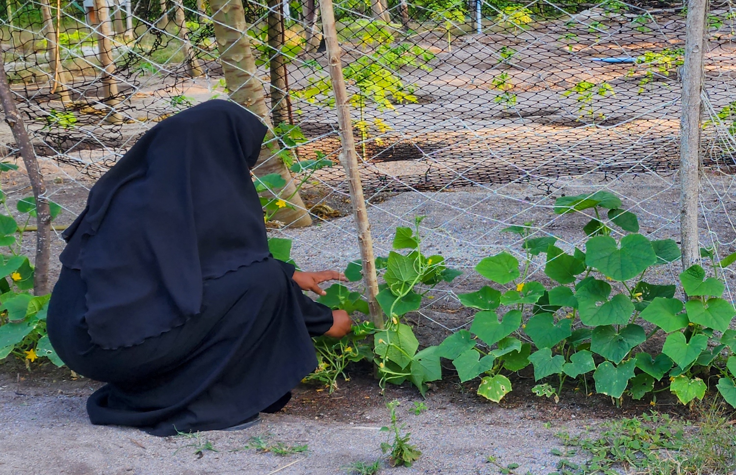 ޣާލިބާ ދަނޑުގައި: ދަރަނބޫދޫ އަކީ މަޑުމަޑުން ދަނޑުވެރިކަން އާލާ ވާން ފަށައިފައި އޮތް ރަށެއް. މި ރަށުގައި ދަނޑުވެރިކަމަށް ބިންތައް ދޫކުރަން ފެށުމާ އެކު އެ ބިންތަކުގައި ވަރަށް ފުޅާ ދާއިރާއެއްގައި ދަނޑުވެރިކަން ކުރޭ. މި ރަށުން އެންމެ ގިނައިން ހައްދަނީ ކަރަ އާއި ރޮކްމެލަން. -- ފޮޓޯ: މިހާރު