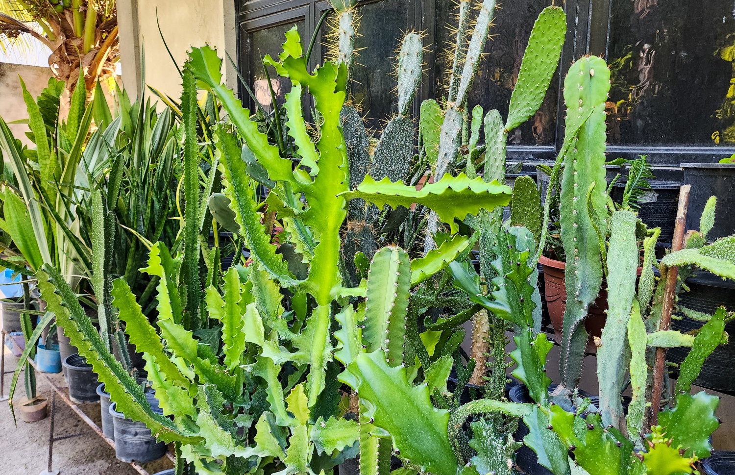 ޣާލިބާގެ ގޭގައި ކެކްޓަސް: އޭނާގެ ގޭގެގ ގޯތި ތެރޭގައި ކެކްޓަސްގެ ތަފާތު ވައްތަރުތައް ވެސް އެބަހުރި. ޣާލިބާ ބުނާ ގޮތުން ރަށު މީހުން ބޭނުންވެއްޖިއްޔާ އޭނާގެ ބަގީޗާ އިން ކުރި އެއްޗެހި ހިލޭ ދޭނެ. އަދި މިހާރު ވެސް އަންނަނީ ދެމުން -- ފޮޓޯ: މިހާރު