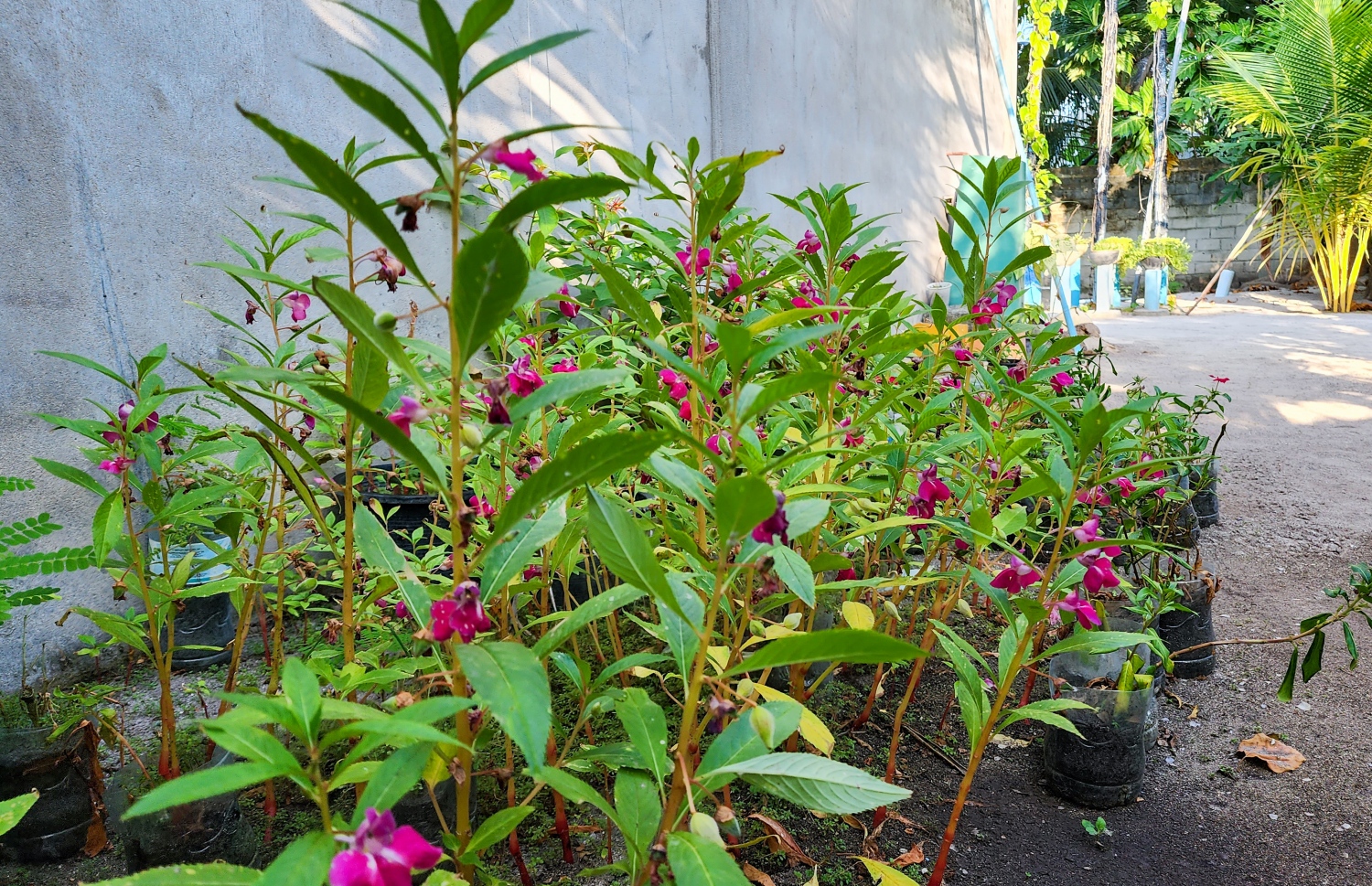 ޣާލިބާގެ ގޭގައި ފެހިކަމާއި މާމެލާމެލީގެ ރީތިކަން: އޭނާ މި މަސައްކަތް ކުރަނީ ހިތުގައި އޮތް ލޯތްބެއްގެ ބޮޑުކަމުން. މި މަސައްކަތުން އޭނާ އަށް ލިބޭ ހިތްހަމަޖެހުން ވަރަށް ބޮޑު -- ފޮޓޯ: މިހާރު