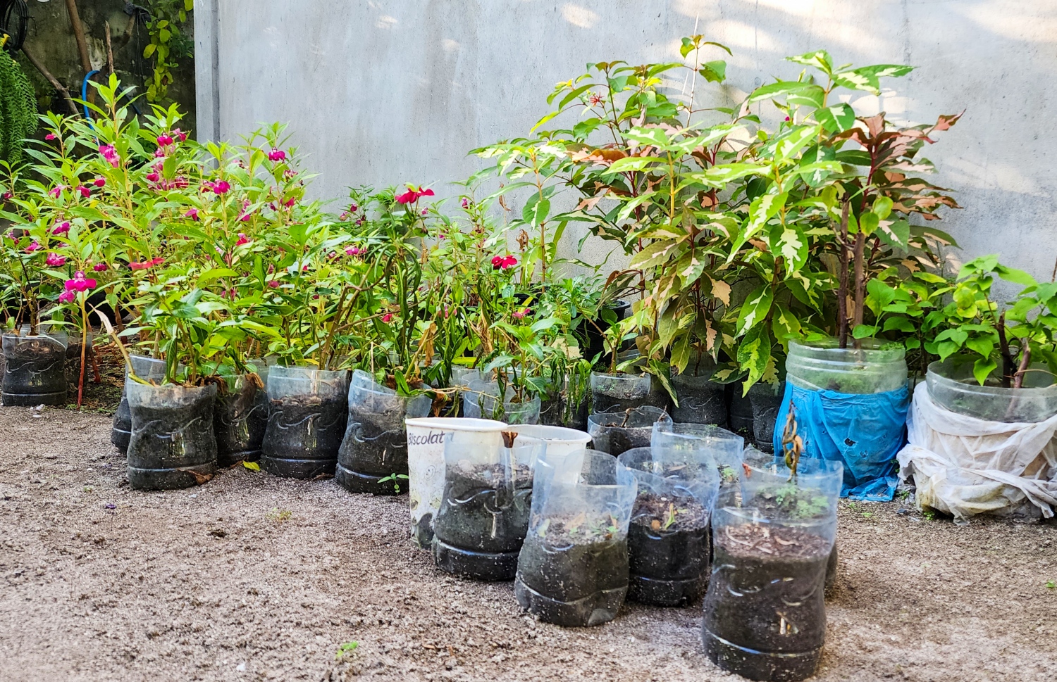 ޣާލިބާގެ ގޭތެރެ: އޭނާ ބުނާ ގޮތުން އޭނާގެ ހައްދާ ބަގީޗާގެ ވައްތަރުތައް 100 އަށް އަރާއިރު އޭގެ ތެރޭގައި މީހުން ބޭނުންވާ ވަރަށް ގިނަ ވައްތަރުތައް ވެސް ހިމެނޭ. އާންމުން އެންމެ ގިނައިން އޭނާގެ އަތުން ގަންނަނީ ޖަޕާން ރޯޒް އާއި ބެޑް ރޯސް -- ފޮޓޯ: މިހާރު