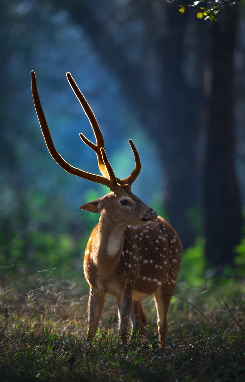 ސުޖުއާން ނެގި ފޮޓޯއެއް