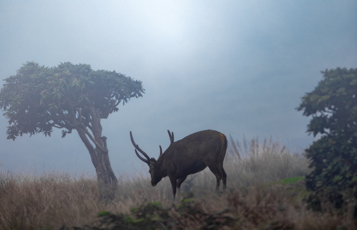 ސުޖުއާންގެ ނެގި ވައިލްޑްލައިފް ފޮޓޯއެއް