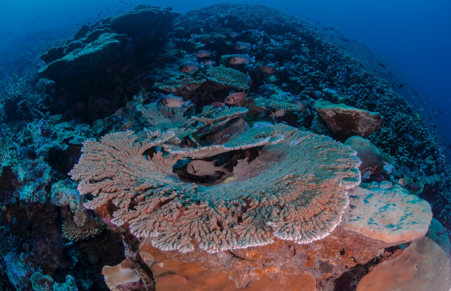 އައްޑޫގެ ފަރެއް: މި އަހަރުގެ ކޮރަލް ފެސްޓިވަލް ބާއްވަނީ އައްޑޫގައި.-- ފޮޓޯ: މޯލްޑިވްސް ކޮރަލް އިންސްޓިޓިއުޓް