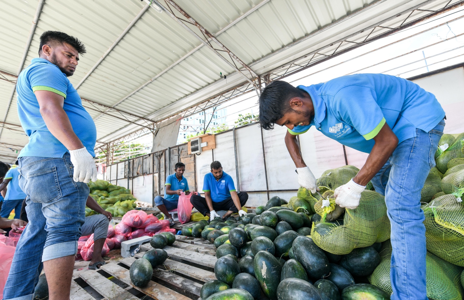 ދިވެހިންނަށް ބެހުމަށް ޗަމްޕާ ބްރަދާސްގެ ފަރާތުން ހަދިޔާކުރި ކަރަ އާއި ކާށި ސިޓީ ކައުންސިލުގެ އާންމު ހިދުމަތްތަކާ ބެހޭ އިމާރާތުގައި ބަހަނީ.--- ފޮޓޯ: ފަޔާޒް މޫސާ / މިހާރު