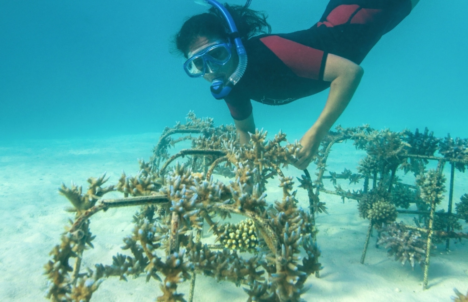 މުރަކަ ދިރުވައި އާލަ ކުރުމުގެ މަސައްކަތް ރާއްޖޭގައި ކުރަނީ