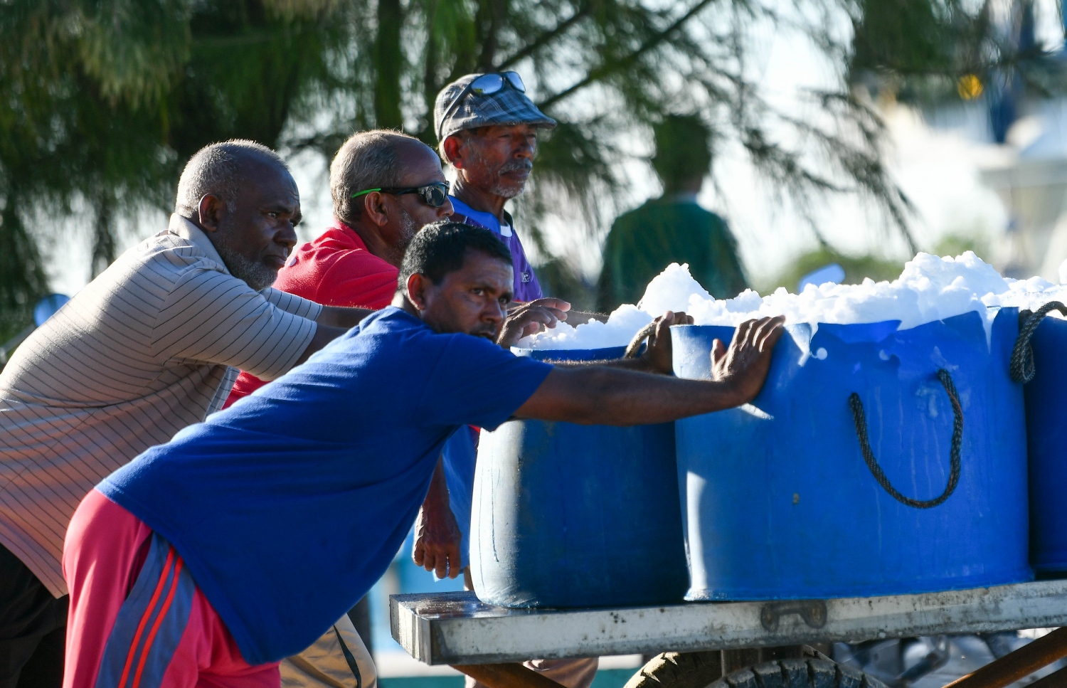 ގދ. ފަރެސްމާތޮޑާގައި މަސްއޮޑިއަކަށް އަރުވުން އައިސް ގެންދަނީ.-- ފޮޓޯ: ފަޔާޒް މޫސާ | މިހާރު