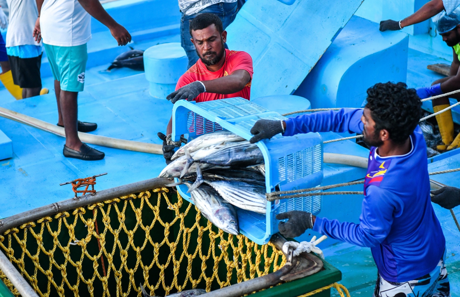 މިފްކޯގެ އާ ބޯޓަށް މަސްކިރުވުމަށް މަސްދޯންޏަކުން ދާގަނޑަށް މަސް އަޅަނީ -- ފޮޓޯ: ފަޔާޒު މޫސާ | މިހާރު