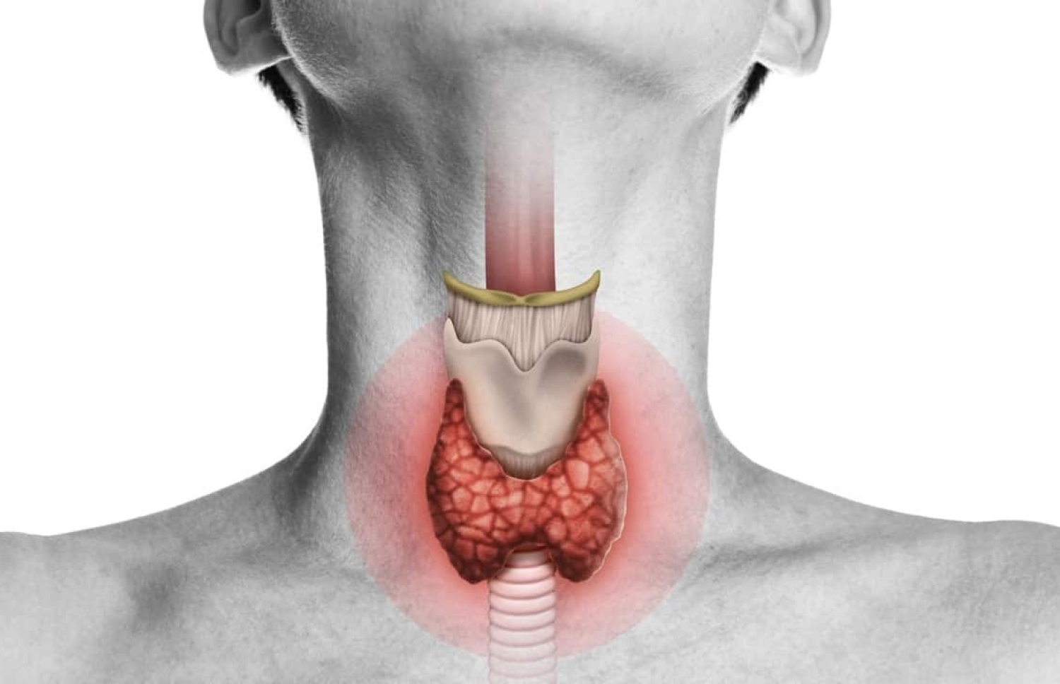 ތައިރޮއިޑް ގްލޭންޑް