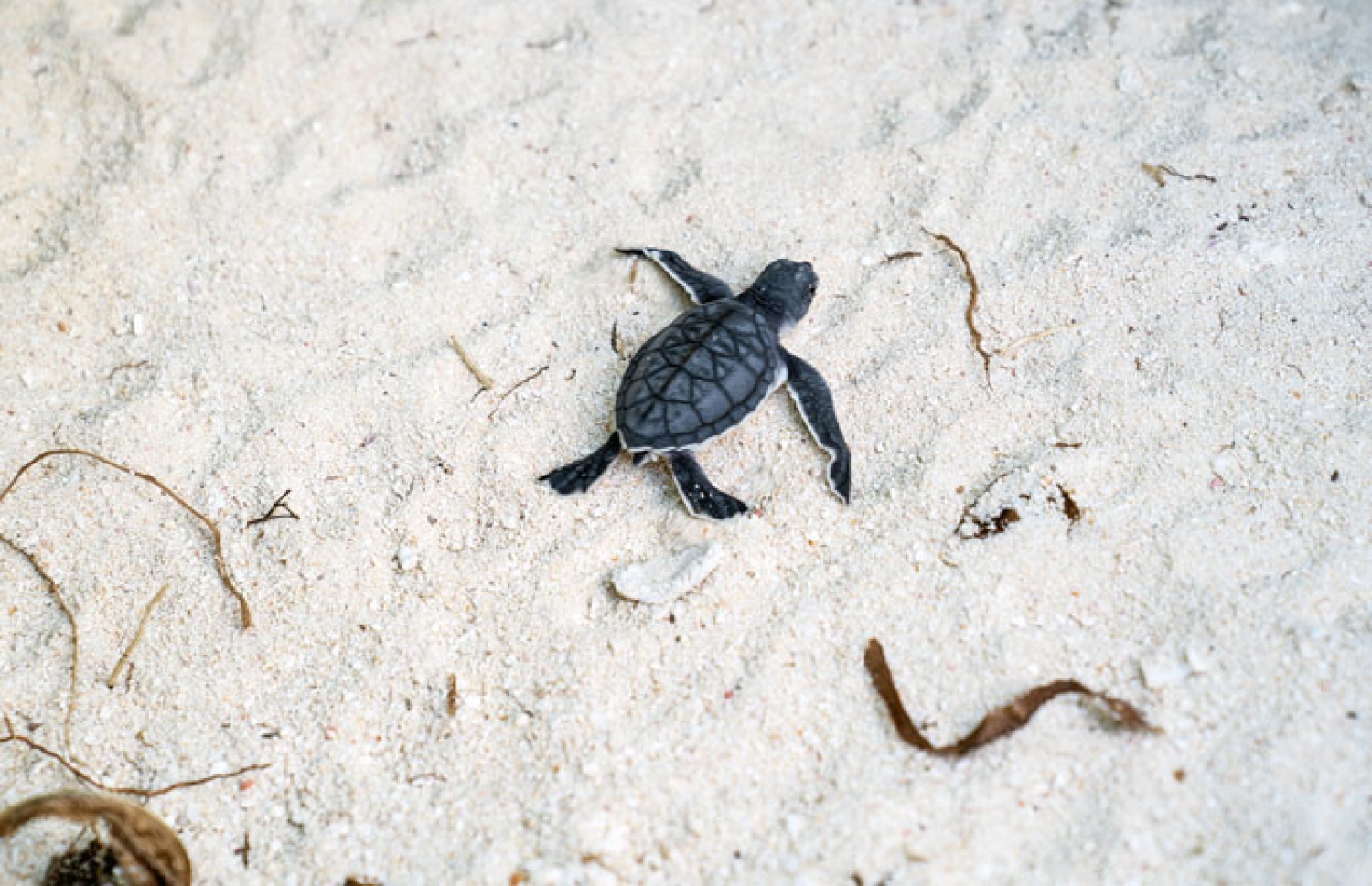 ލ. ގާދޫގެ އަތިރިމަތީގައި އޮތް ކުޑަ ވެލައެއް: ވެލާ އަރާ ގާދޫ ބެލެހެއްޓުމަށް އިދާރާތަކުގެ މެދުގައި އެއްބަސްވުމެއް ވަނީ ހަދައިފައި.-- ފޮޓޯ: ލިއޭނާ ކްރޯލީ