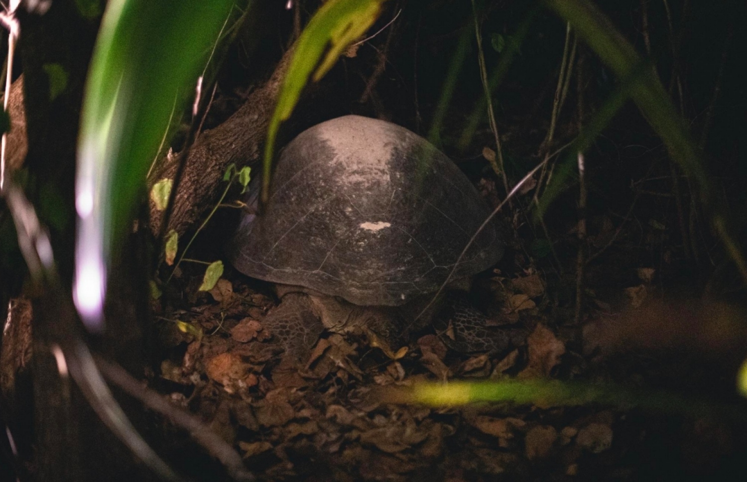 ލ. ގާދުއަށް އަރައި އޮތް ވެލައެއް.-- ފޮޓޯ: ހުސެއިން ނާޒިމް