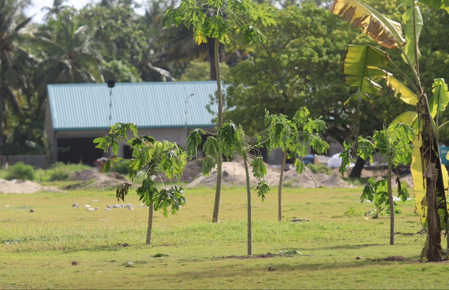 އެ ރަށު ދަނޑުގައި ފަޅޯގަސް ޖަހާފައި.--