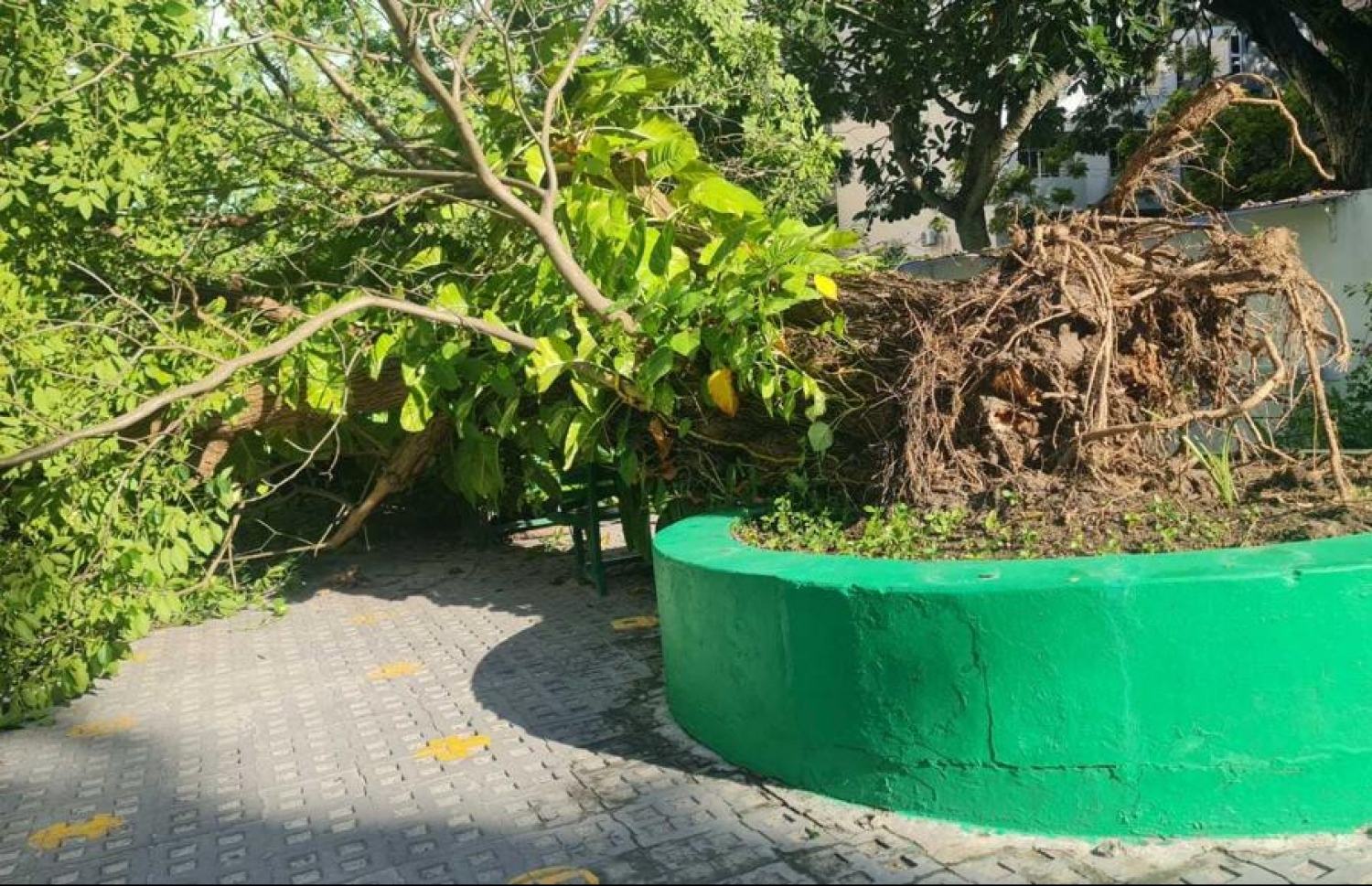 އަމީނިއްޔާ ސްކޫލުގައި ހުރި މަޑިމަސް ވަކަރު ގަސް ވެއްްޓިފައި. -- ފޮޓޯ: އަމީނިއްޔާ