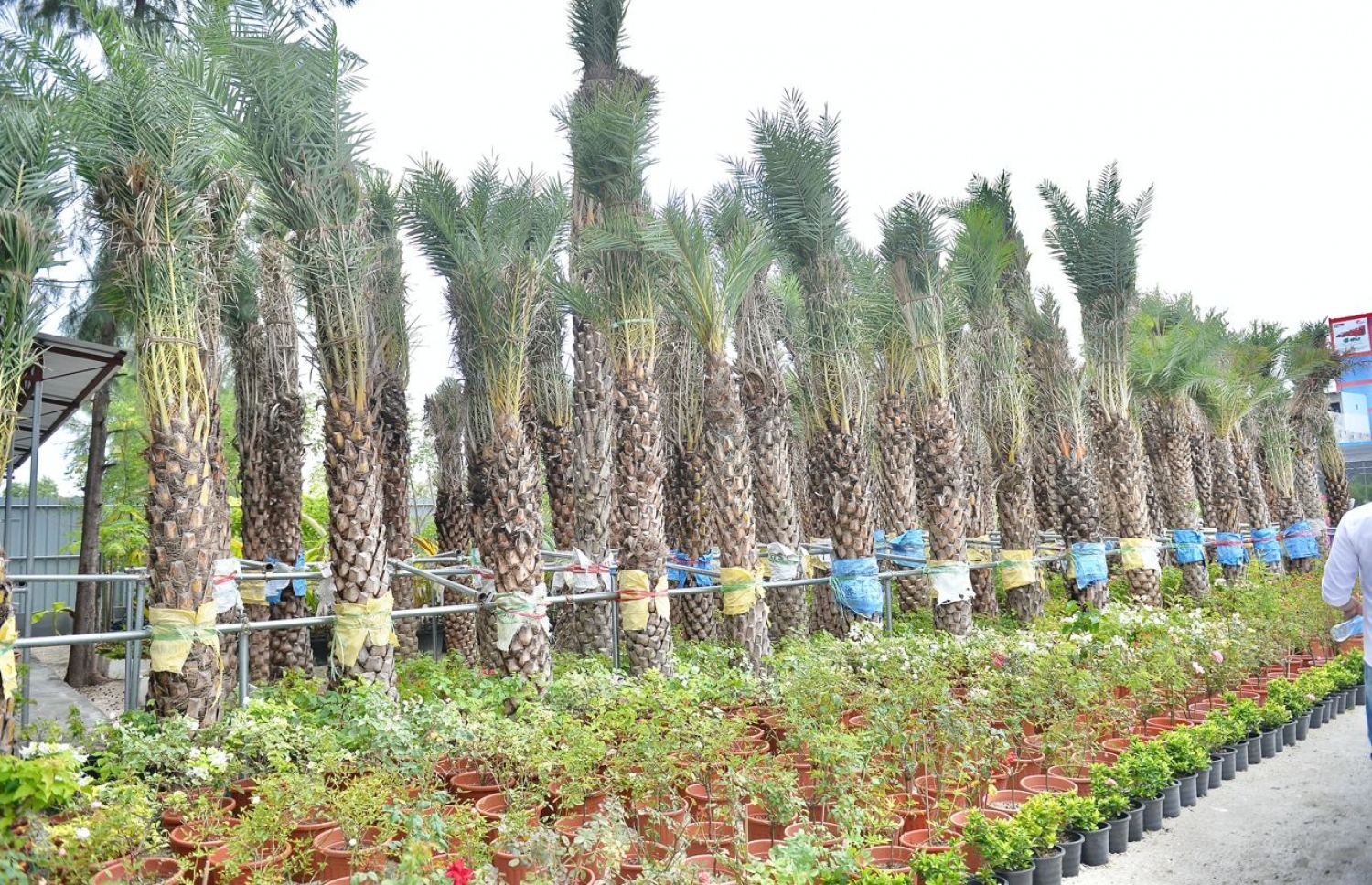 ނާސަރީގައި ވިއްކަން ބަހައްޓާފައިވާ ކަދުރު ރުކާއި ބައެއް މާގަސްތައް -- ފޮޓޯ: މުއިއްޒު ކެމްޕެއިނު ޓީމު