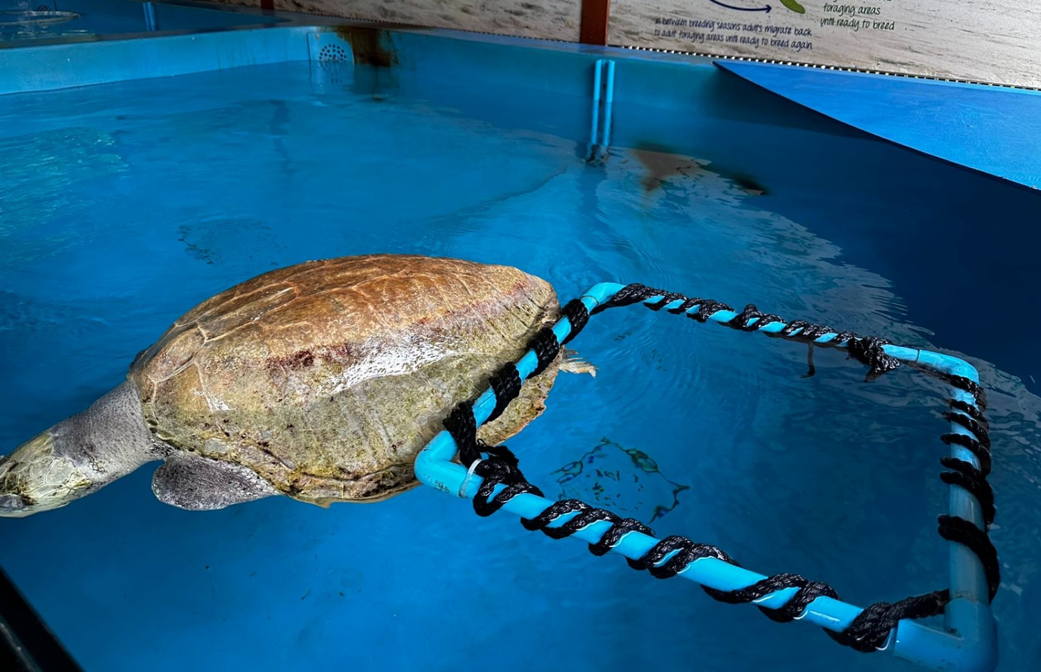 މެރިން ޑިސްކަވަރީ ސެންޓަރުން ބަލަހައްޓާ ވެލާއެއް-- ފޮޓޯ: ފޯ ސީޒަންސް