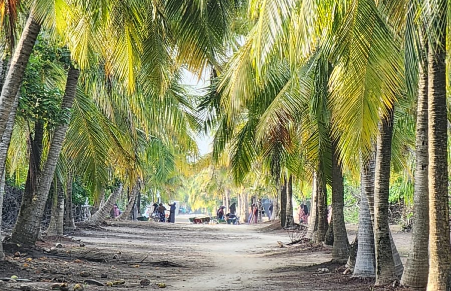 އުލިގަމުގެ މަގެއް.-- ފޮޓޯ: ކައުންސިލް