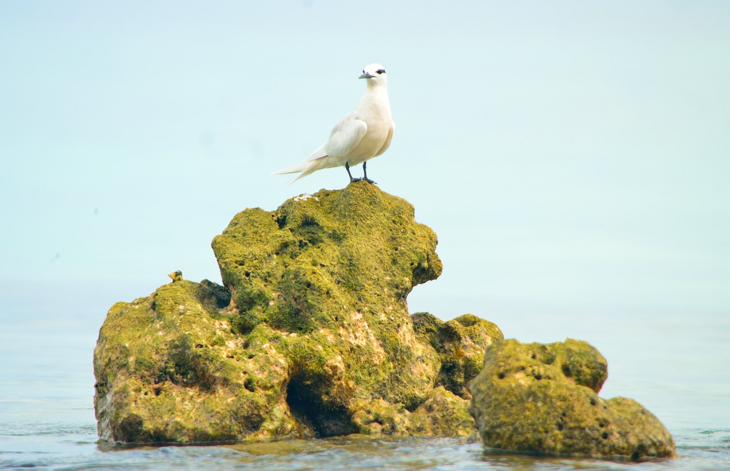 ރާއްޖޭގައި ހިމާޔަތްކޮށްފައިވާ ދޫނީގެ ބާވަތެއް ކަމަށްވާ ކިރު ދޫނި.-- ފޮޓޯ: ޝިމަލް (ފްލިކާ)