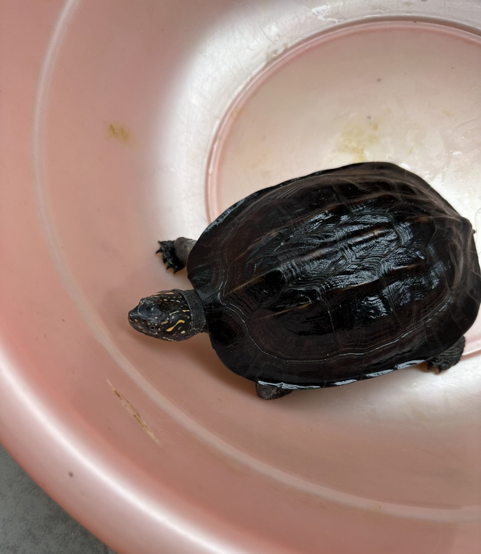 މާލެ މަގުމަތިން ފެނުނު ކަންޒުކަހަނބު: އެ މިހާރު ވަނީ ކަށިދު އަށް ގެންގޮސް އޭގެ މާހައުލަށް ދޫކޮށްލައިފައި.-- ފޮޓޯ: އީޕީއޭ