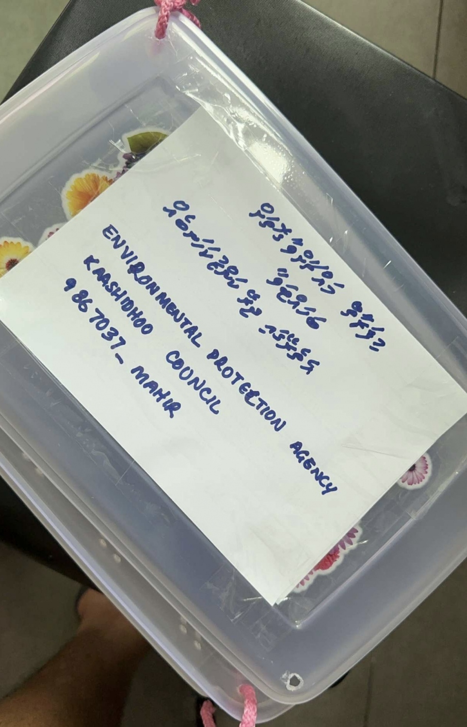 މާލެ މަގުމަތިން ފެނުނު ކަންޒުކަހަނބު ކާށިދުއަށް ގެންދިއުމަށް ފޮއްޓަކަށް ލައިފައި.-- ފޮޓޯ: އީޕީއޭ
