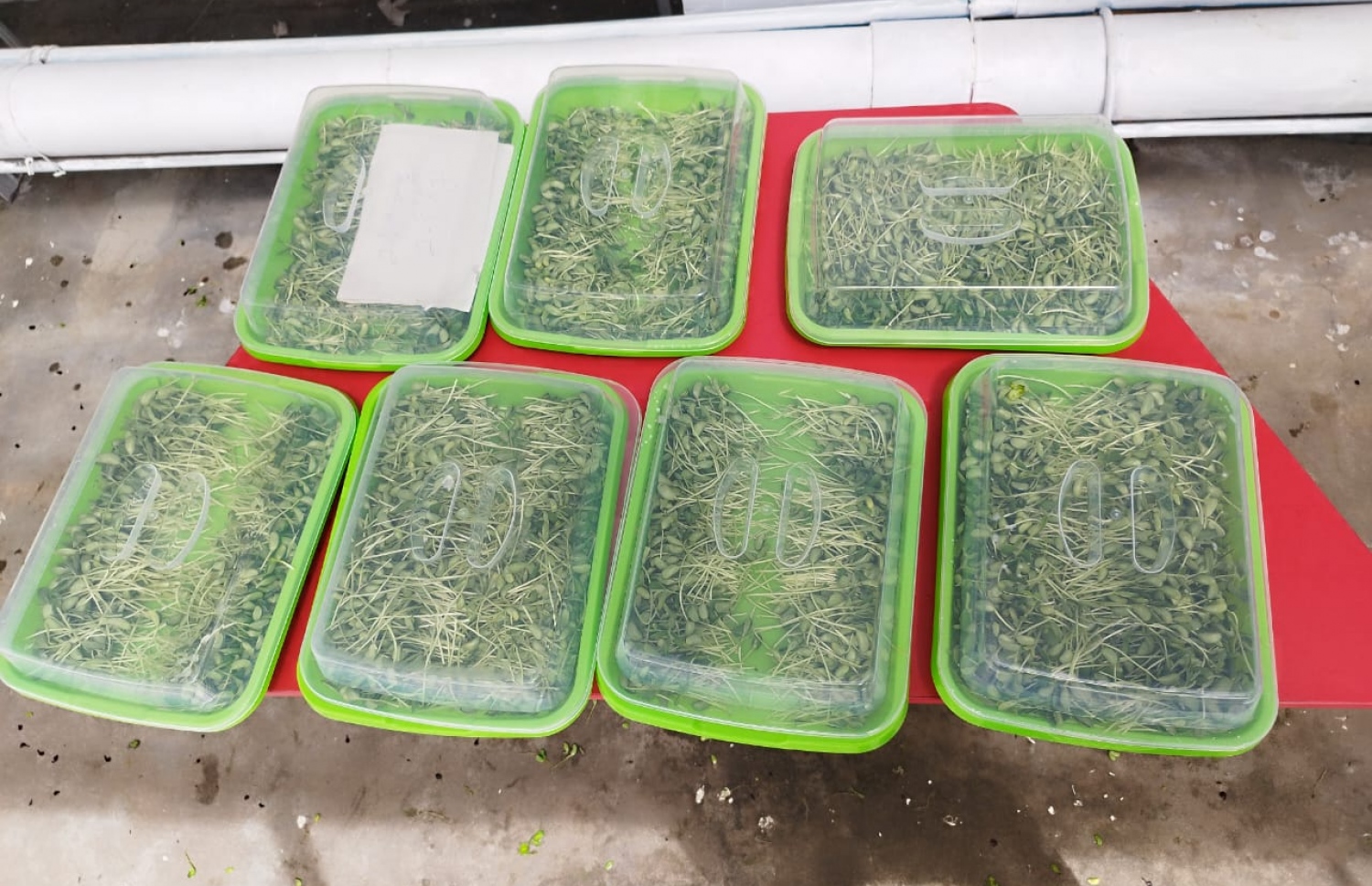 ދަރިވަރުން ހައްދާފައިވާ ތަކެތި ހާވެސްޓް ކޮށްފައި.-- ފޮޓޯ: ޣިޔާސުއްދީން