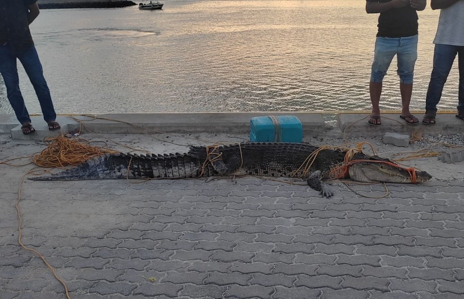 ފަރުކޮޅުން ހިފި ކިނބޫ ފުނަދޫއަށް ގެންގޮސްފައި-- ފޮޓޯ: ފުނަދޫ ކައުންސިލް