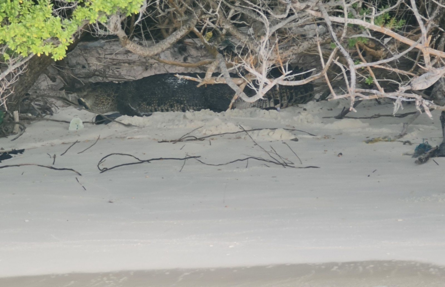 ފަރުކޮޅުން ހިފި ކިނބޫ.-- ފޮޓޯ: ފުނަދޫ ކައުންސިލް