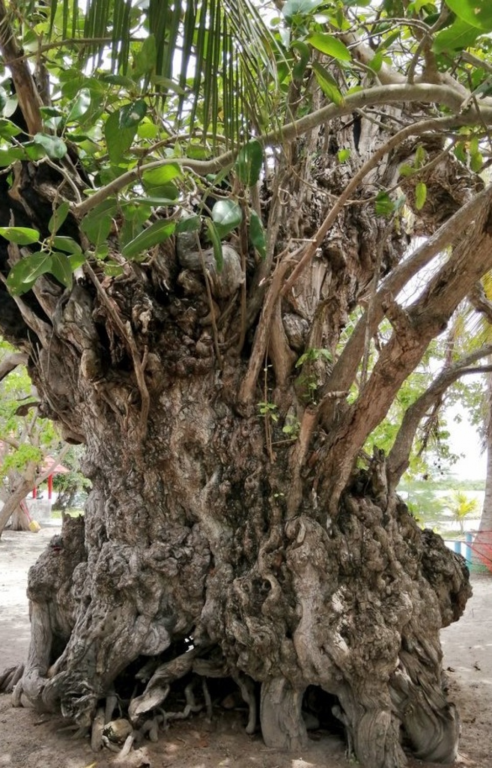 ބާރަށު، ކާނި ގަސް.-- ފޮޓޯ: ނާޖިހް