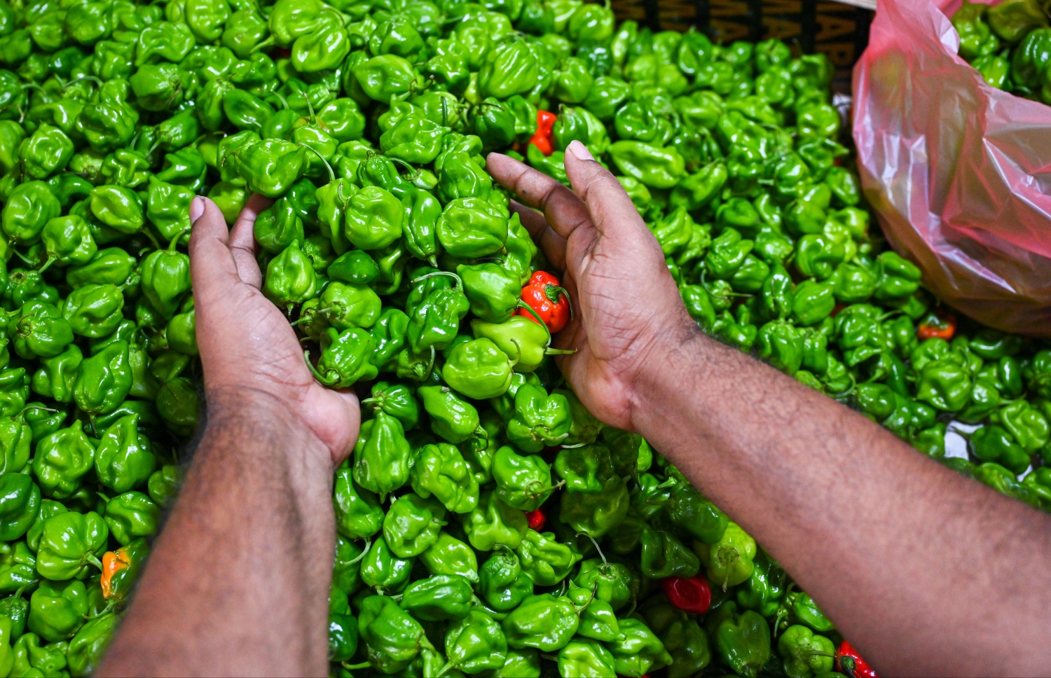 ލޯކަލް މާރުކޭޓުގެ ގޮޅިއަކުން މީހަކު މިރުސް ގަންނަނީ: ކަނޑޫދޫ މިރުސް ވިއްކަނީ 100 ގްރާމް 50ރ. އަށް -- ފޮޓޯ: ފަޔާޒު މޫސާ | މިހާރު