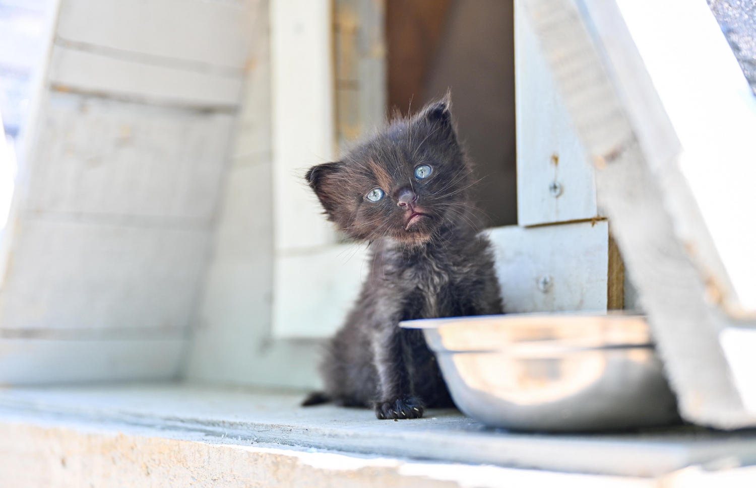 ވެލްފެއާ ފޯ އައިލެންޑް ކެޓްސް އިން ސަލްމާން މިސްކިތް ކައިރީ ބުޅާތަކަށް އަޅައިދިން ގެ އެއްގައި ބުޅަލެއް އިށީންދެލައިގެން.-- ފޮޓޯ: ފަޔާޒް މޫސާ / މިހާރު