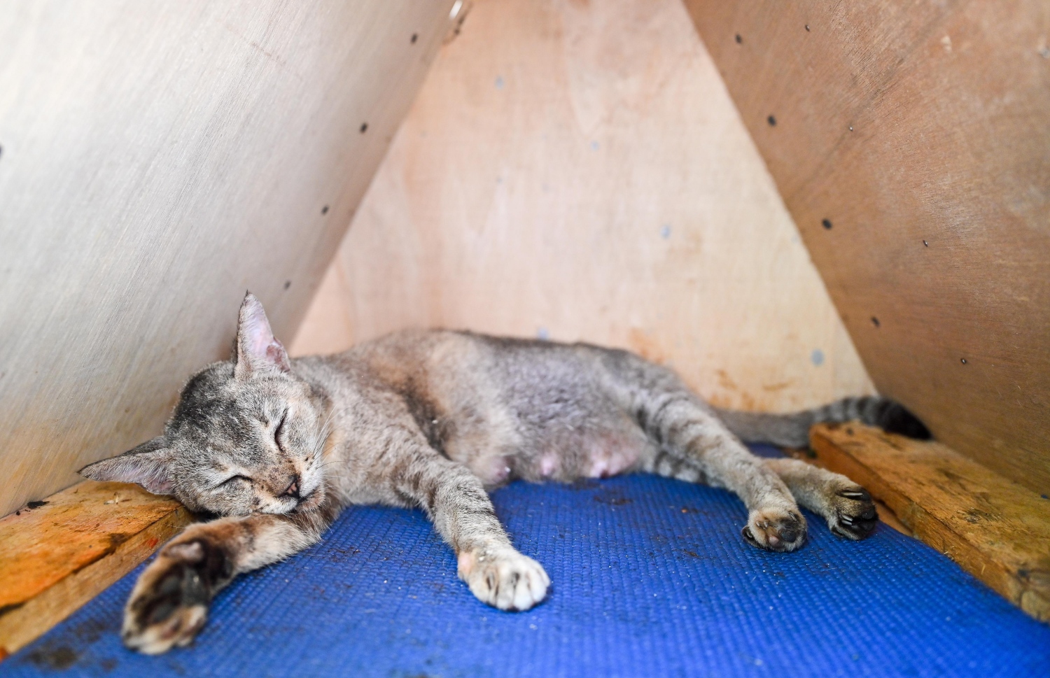 ވެލްފެއާ ފޯ އައިލެންޑް ކެޓްސް އިން ސަލްމާން މިސްކިތް ކައިރީ ބުޅާތަކަށް އަޅައިދިން ގެ އެއްގައި ބުޅަލެއް ނިދާފައި.-- ފޮޓޯ: ފަޔާޒް މޫސާ / މިހާރު