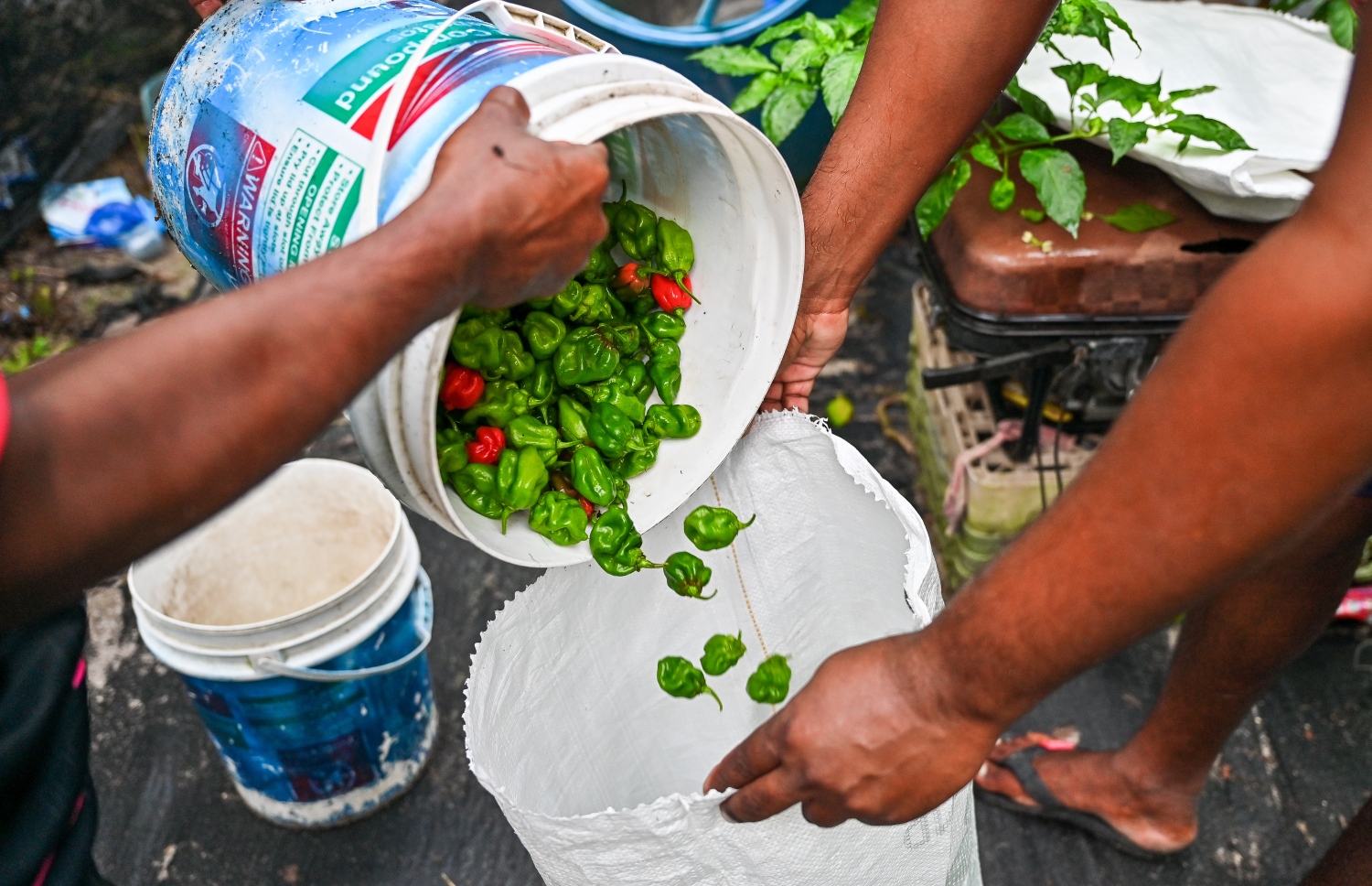 ތ. ކަނޑޫދޫގެ މިރުސް ދަނޑަކުން މާލެއަށް ފޮނުވަން ބިން މިރުސްތަކެއް ގޯންޏަކަށް އަޅަނީ: މި ރަށުން ކޮންމެ ހަފްތާއަކު އެތައް ސަތޭކަ ކިލޯއެއްގެ މިރުސް މާލެއަށް ފޮނުވާ. -- ފޮޓޯ: ފަޔާޒް މޫސާ/މިހާރު