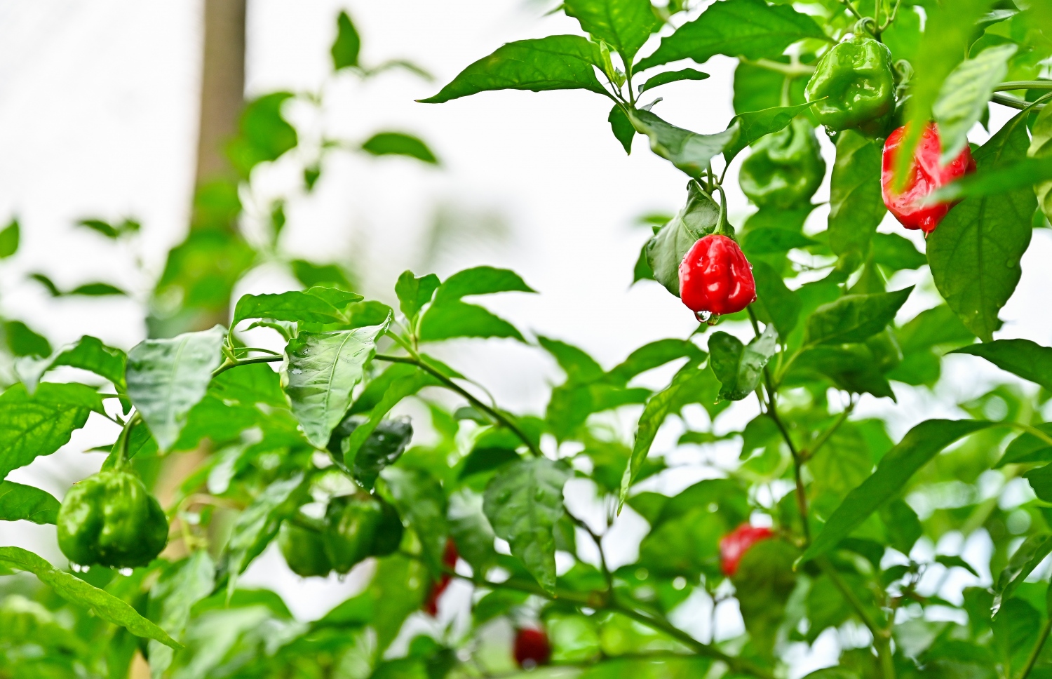 ތ. ކަނޑޫދޫގެ މިރުސް ދަނޑެއްގައި ހުރި ގަސްތަކެއްގައި މިރުސް އަޅާފައި: އެ ރަށު މިރުސާ ބާޒާރުގައި ހުންނަ އަގަށް ވުރެ ދެ ގުނަ ހެޔޮކޮށް އެ ރަށުން ގަންނަން ލިބޭ. -- ފޮޓޯ: ފަޔާޒް މޫސާ/މިހާރު