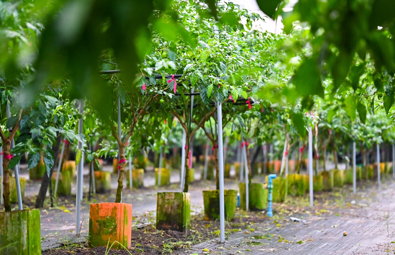 ތ. ކަނޑޫދޫގެ މިރުސް ދަނޑެއް: އެ ރަށުގައި ހައްދާ މިރުހުގެ މުޑުވައް އެހެން ރަށްރަށުގައި ހެއްދިޔަސް ރަހަ އެއްގޮތް ނޫން ކަމަށް ބުނޭ. -- ފޮޓޯ: ފަޔާޒް މޫސާ/މިހާރު