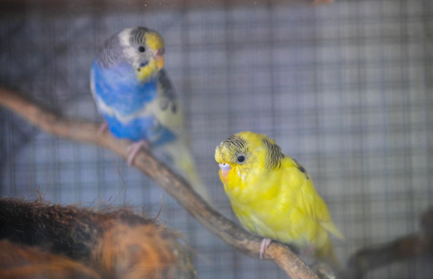 ހަމްދޫންގެ ދޫނިތައް ކޮށީގައި. -- ފޮޓޯ: ފަޔާޒް މޫސާ | މިހާރު