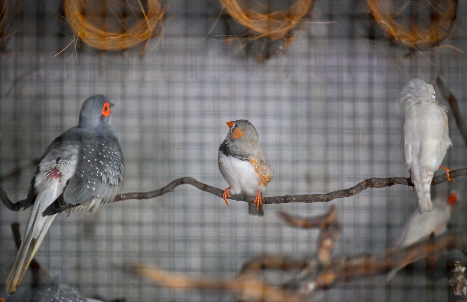 ހަމްދޫން ގެންގުޅޭ ދޫނިތަކެއް ކޮށީގައި: އެސޮރުމެން އުޅޭ ގޮތާއި ސަރަހައްދުތަކާއި ކާން އަންނަ ގަޑިތަކާއި ހާލި ހެދުމާއި ކުދި ދޫނިތައް ހާލިން ނެރެ ކޮއްޓަށް ލުމާ ހަމައަށް ވަރަށް ޝައުގުވެރިކަމާ އެކު ހަމްދޫން އަހަރެމެންނަށް ކިޔައިދިން. -- ފޮޓޯ: ފަޔާޒް މޫސާ | މިހާރު