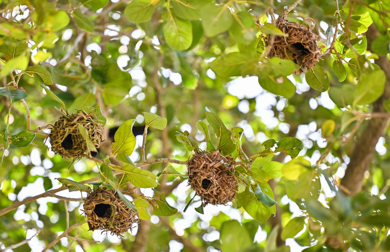 ކުޑަކުދިންގެ ޕާކާ ޖެހިގެން ހުރި ނިކަ ގަހުގައި ހަމްދޫންގެ ދޫނިތައް ހާލި ހަދާފައި. -- ފޮޓޯ: ފަޔާޒް މޫސާ | މިހާރު