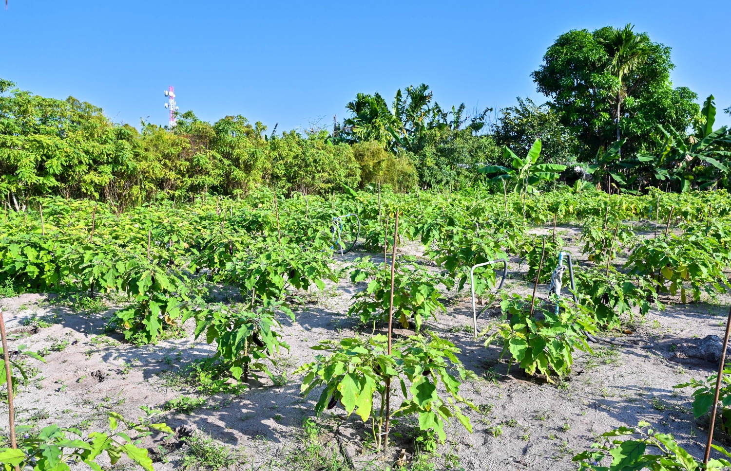 ގޮއިދޫގެ ދަނޑެއްގައި ބަށި އިންދާފައި: މި ރަށުގެ ކޮންމެ ގެއަކަށް ވެސް ކައުންސިލުން އޮންނަނީ ދަނޑެއް ދޫކޮށްފައި. -- ފޮޓޯ: ފަޔާޒް މޫސާ \ މިިހާރު