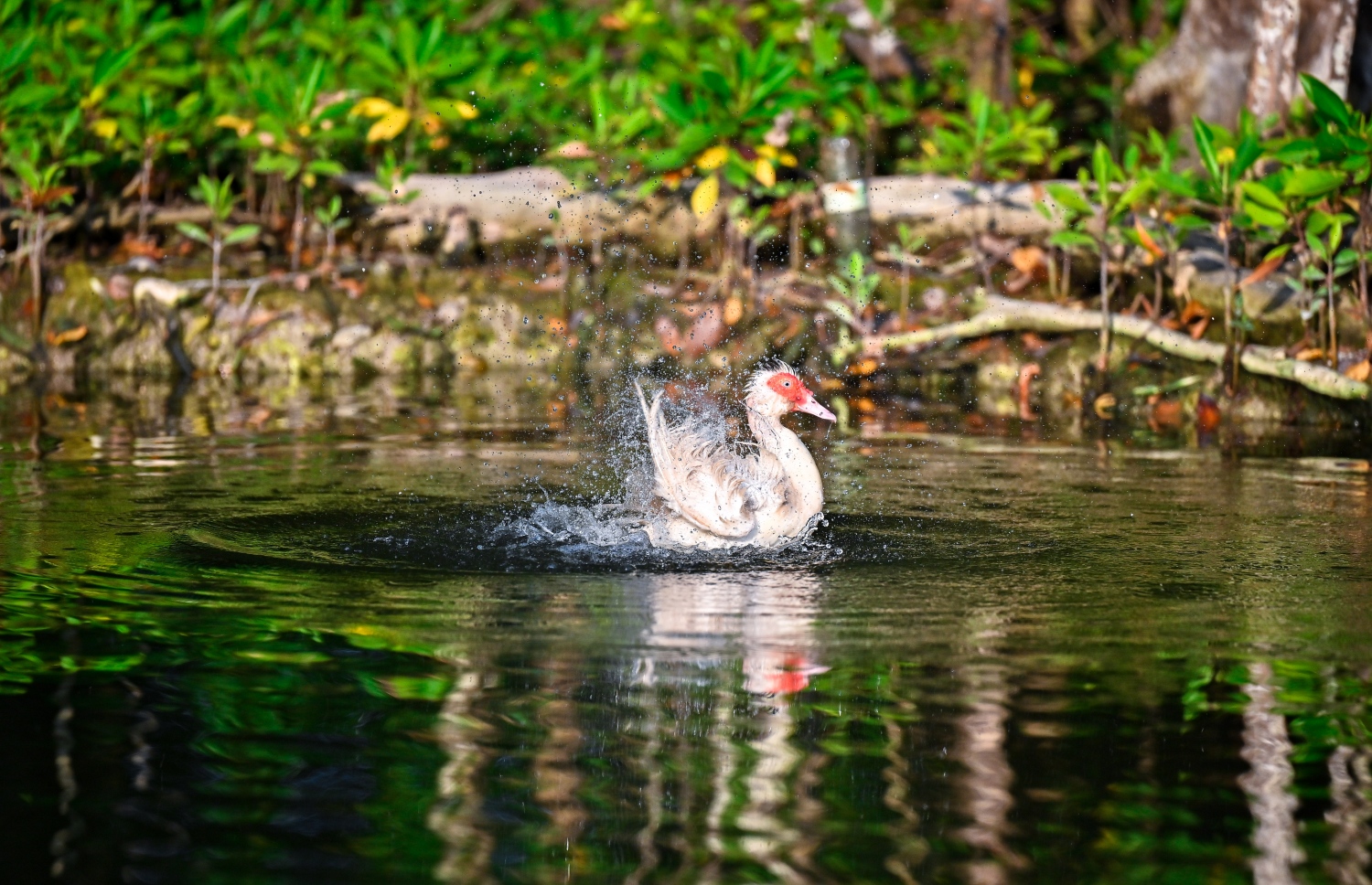 ފުއްޓަރު ޕާކުގެ ފެންގަނޑުގައި އަސްދޫންޏެއް. -- ފޮޓޯ: ފަޔާޒް މޫސާ | މިހާރު