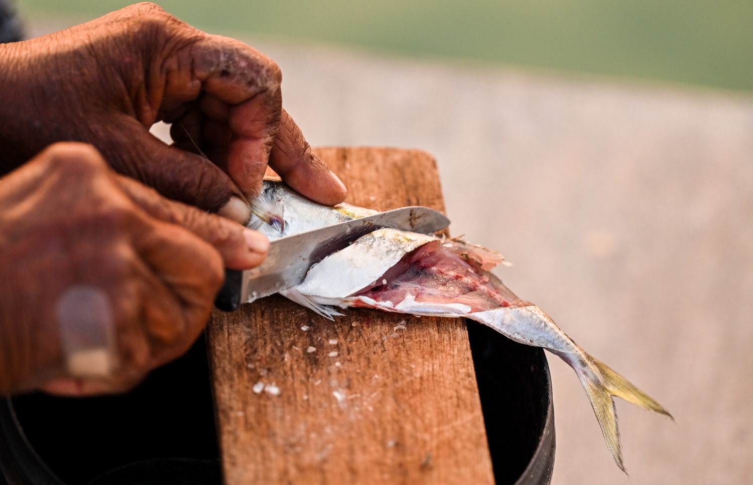 މުށިމަސް ބާނަން މީހަކު ކޮރުކައްޔެއް އެމަށް ބޭނުންކުރަނީ. -- ފޮޓޯ: ފަޔާޒު މޫސާ | މިހާރު