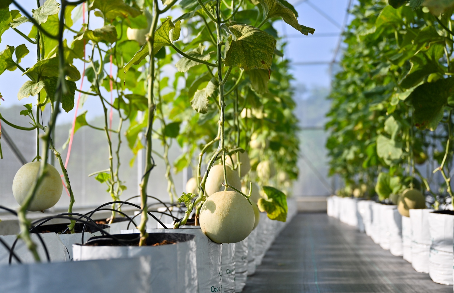 ގްރީން ހައުސްގައި މެލަން ހައްދާފައި: ދަނޑުވެރިކަމުގައި ކުރިއަރާފައިވާ މި ރަށުގައި އެކި ތަޖުރިބާތައް ކުރޭ. -- ފޮޓޯ: ފަޔާޒް މޫސާ | މިހާރު