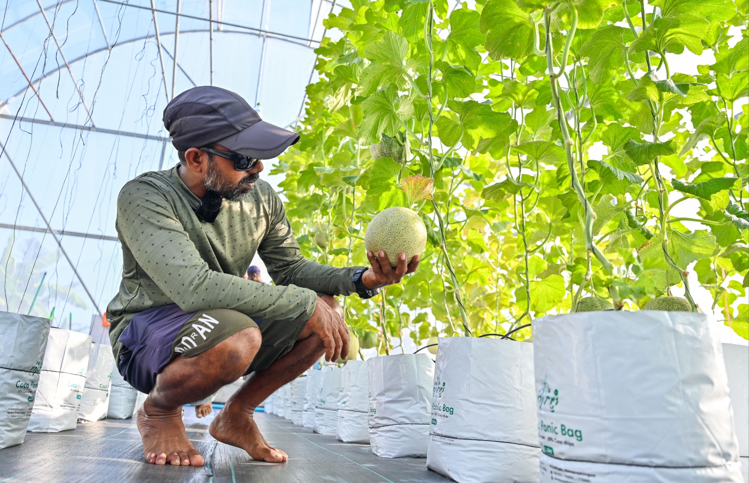 ގްރީން ހައުސް ޕްރޮޖެކްޓްގައި އިސްކޮށް އުޅުނު އާމިރު، އެތަނުގައި ހެއްދި މެލަންއެއް ދައްކާލަނީ. -- ފަޔާޒް މޫސާ | މިހާރު