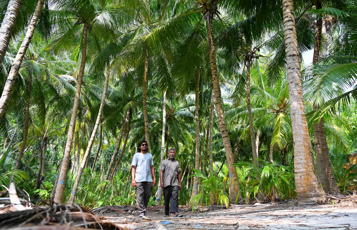 މަރޮށި-- ފޮޓޯ: ފަޔާޒް މޫސާ/ މިހާރު