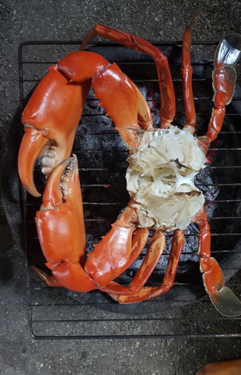 ކަކުންޏެއް ފިހެފައި.