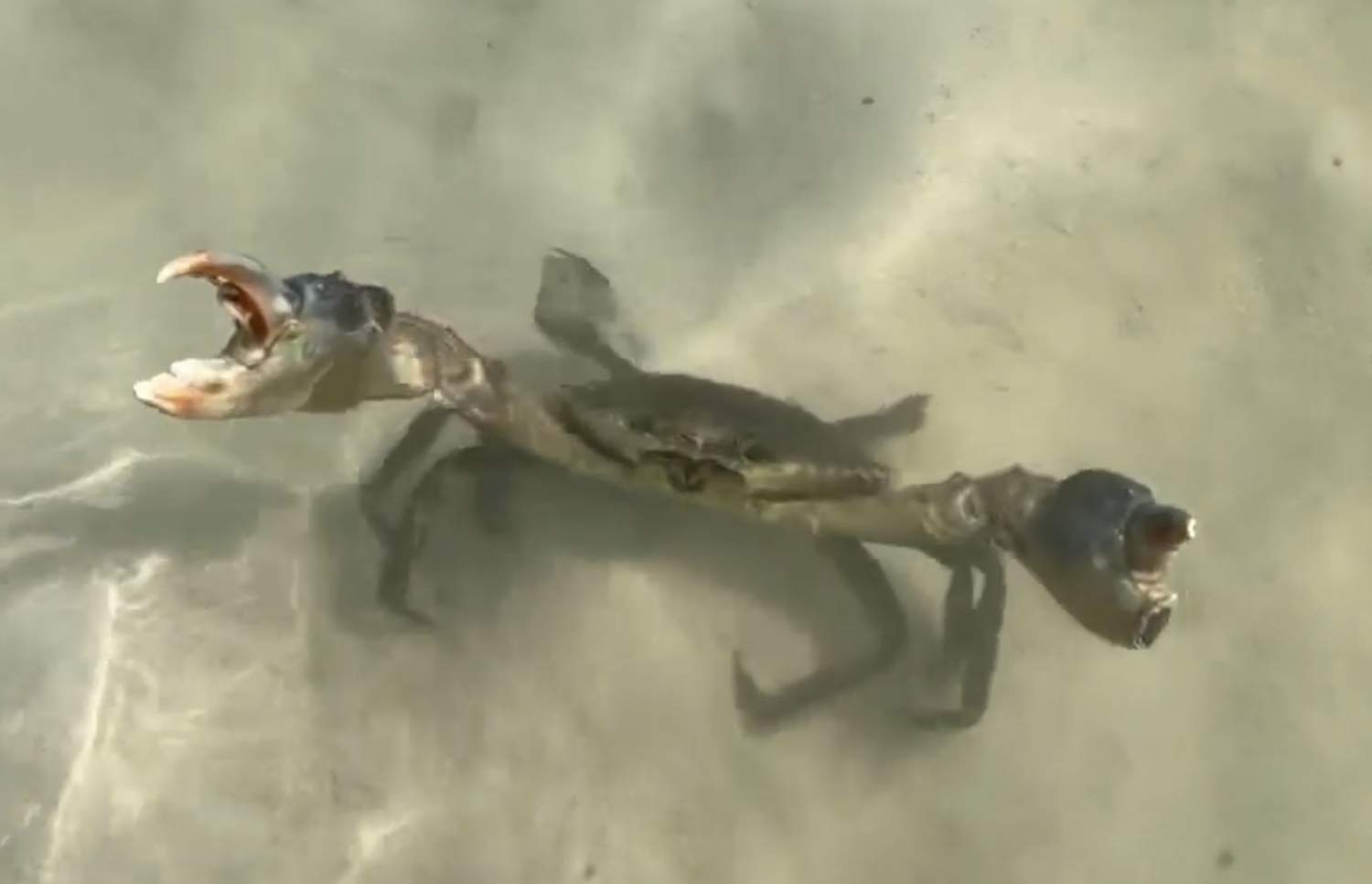 ދަށްފަޅުގައި ކަކުންޏެއް. ފޮޓޯ | އަބްދުﷲ އާދަމް