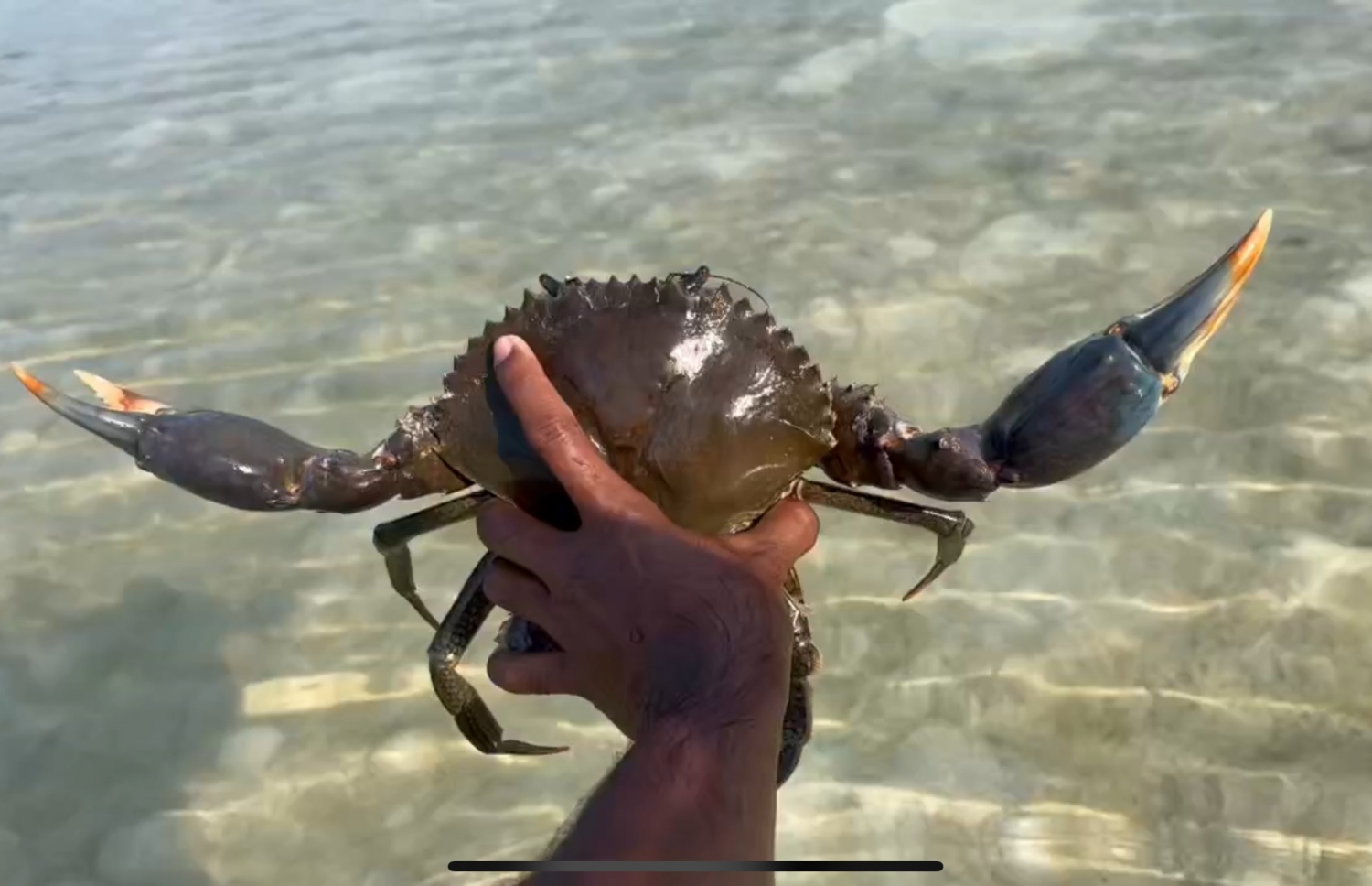 ދަށްފަޅުން ކަކުނި ނަގަނީ: ކަކުނި ޖާފަތަކީ މި ރަށުން އަރުވާ އެންމެ މަތީ މެހްމާންދާރީ. ފޮޓޯ | އަބްދުﷲ އާދަމް