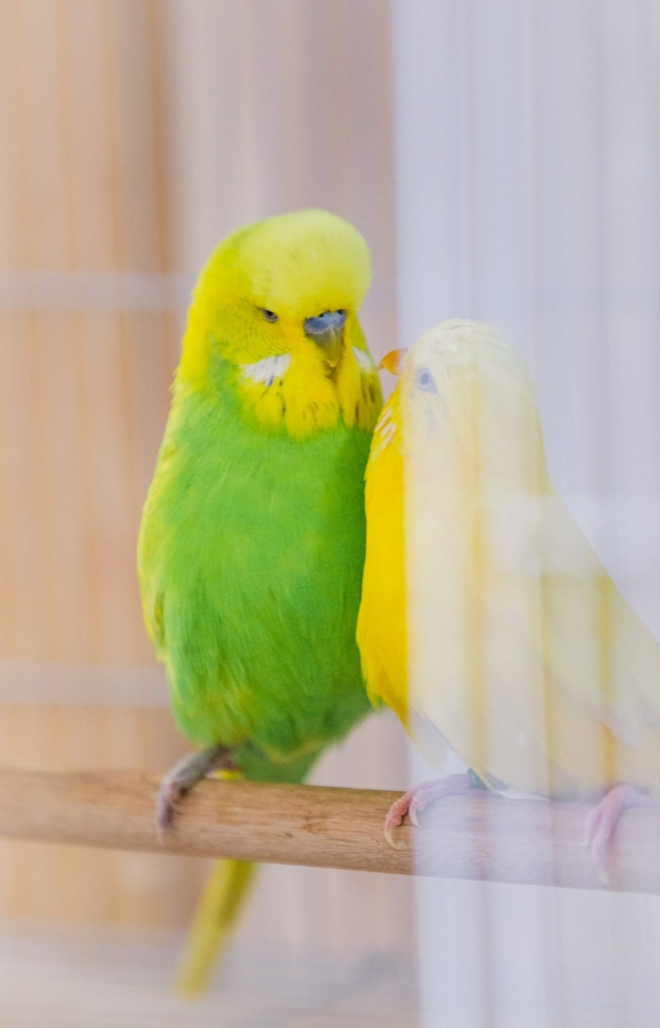 ޝެހެނާޒްގެ ކޮށީގައި ގެންގުޅޭ ދެ ގުރާ.