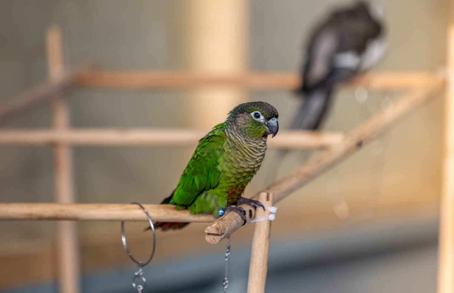 ޝެހެނާޒްގެ ކޮށީގައި އާލާކުރި ގުރައެއް.