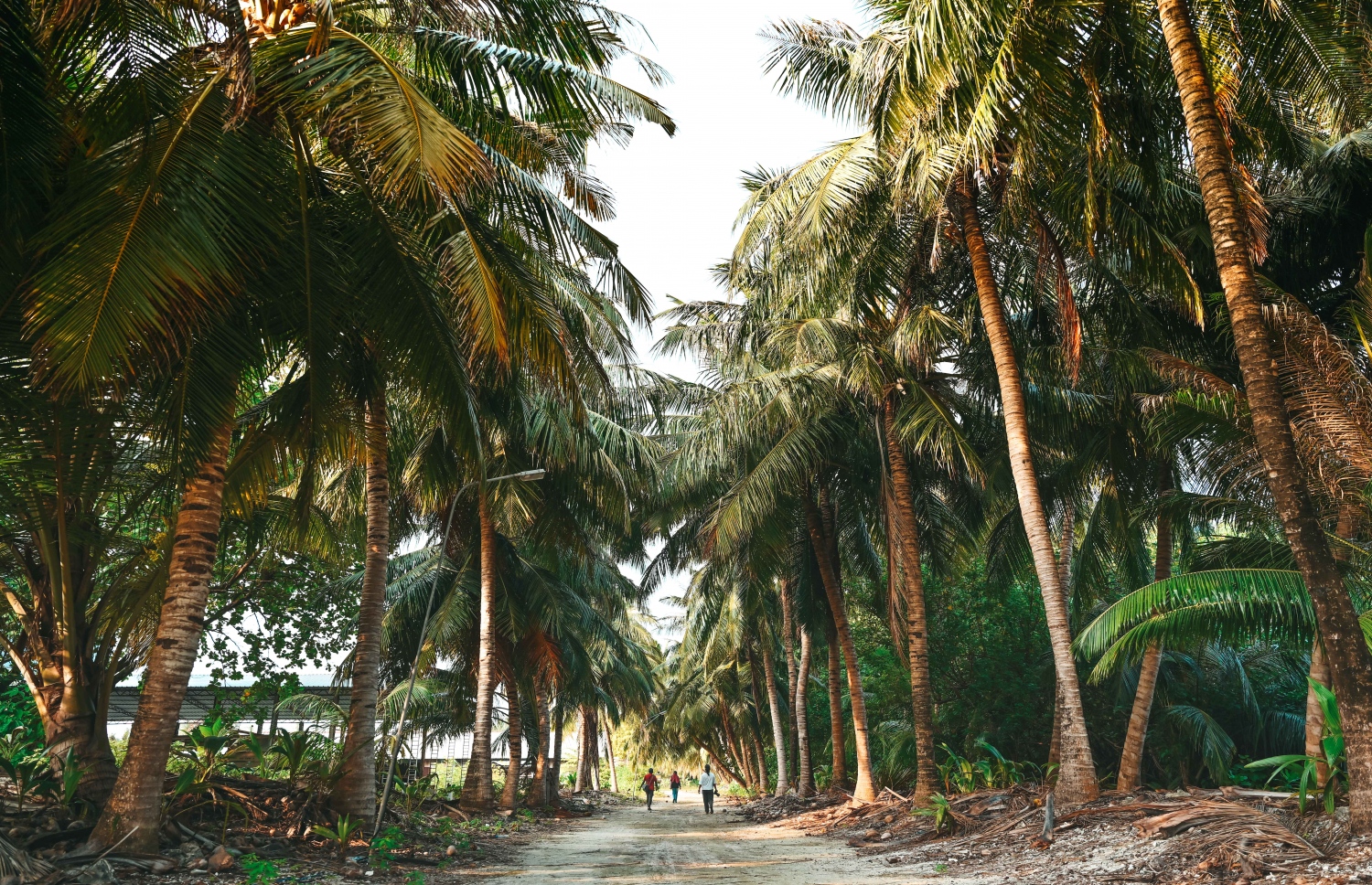 ށ. ނަލަންދޫގެ މަގެއް: އާދަޔާ ހިލާފު ރީތި ރަށެއް.-- ފޮޓޯ: ފަޔާޒް މޫސާ | މިހާރު