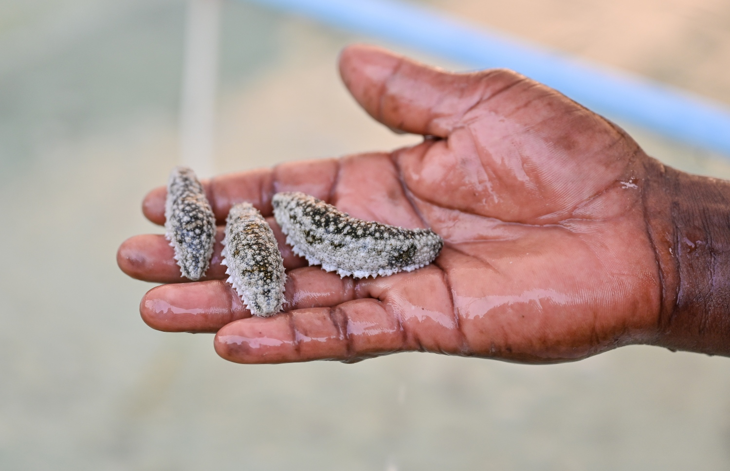 ށ. ނިލަންދޫގައި ހެޗަރީގައި އާލާކުރަމުން އަންނަ ލަނޑާތަކެއް މީހެއްގެ އަތްމަތީގައި.--  ފޮޓޯ: ފަޔާޒް މޫސާ | މިހާރު