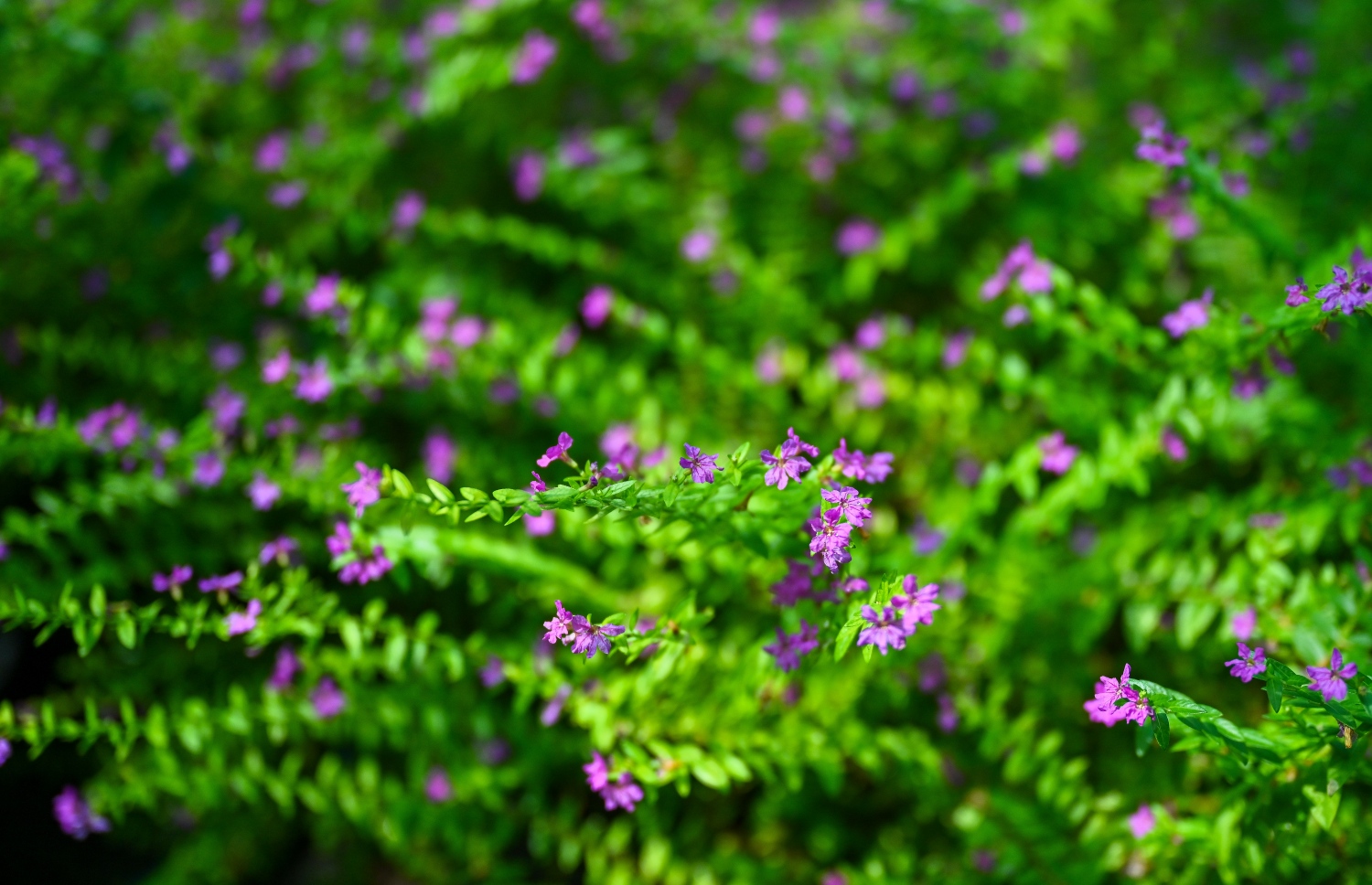 ށ. ފީވަކު، އަބްދުއްރަހްމާން ހަސަންގެ ދަނޑުގައި ހައްދާފައިވާ މާ ގަހެއް.-- ފޮޓޯ: ފަޔާޒް މޫސާ | މިހާރު