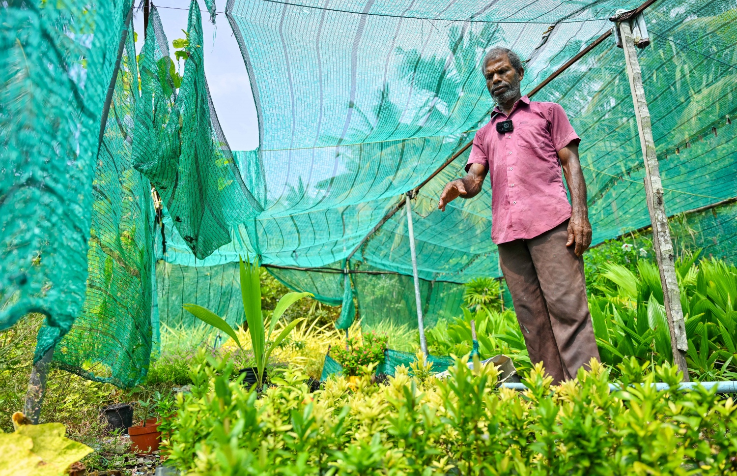 ށ. ފީވަކު، އަބްދުއްރަހްމާން ހަސަން "މިހާރު" އަށް އިންޓަވިއު ދެނީ: އޭނާ އާމްދަނީ ހޯދަނީ މާ ގަހާއި ބަގީޗާ ގަސް ވިއްކައިގެން.-- ފޮޓޯ: ފަޔާޒް މޫސާ | މިހާރު